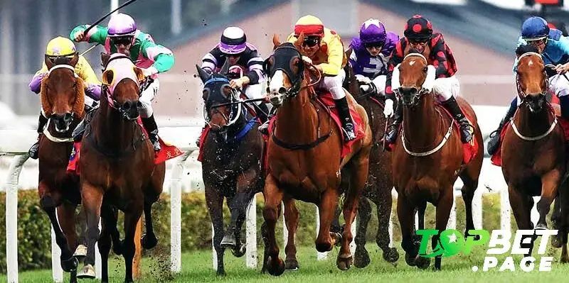 Luật chơi và các loại cá cược đua ngựa Hong Kong